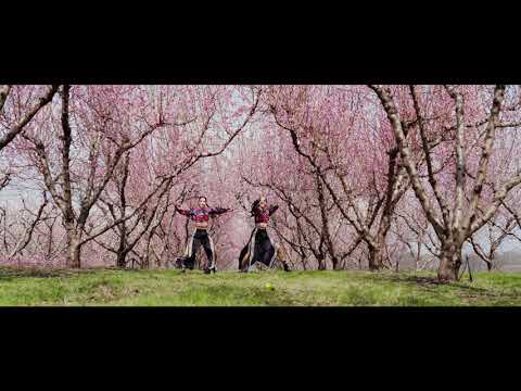 TRAILER |Greek Blossom Peach Trees|Master KG - Jerusalema ft. Nomcebo|4K|Naougusta |Kostello's Art