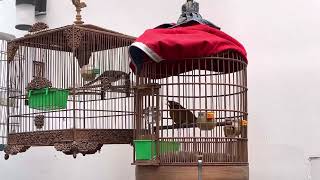 Họa Mi hót đấu tại khu vườn nhà nhà Fuvico