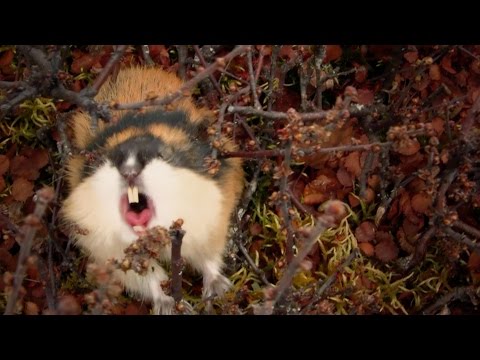 Fearless attack lemming - World's Weirdest Events: Episode 2 - BBC