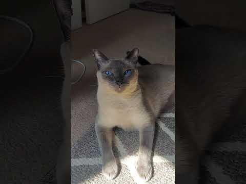 Siamese Cat & His Blue Eyes 👀 😍