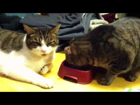 Cats fighting over food dish