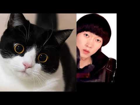 猫相张佑赫【含佑猴】