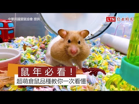 寵物老鼠種類