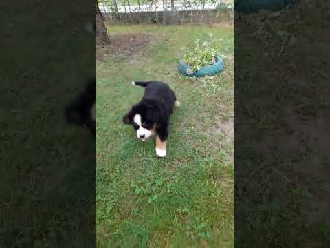 Berner Sennenhund Welpe kaufen