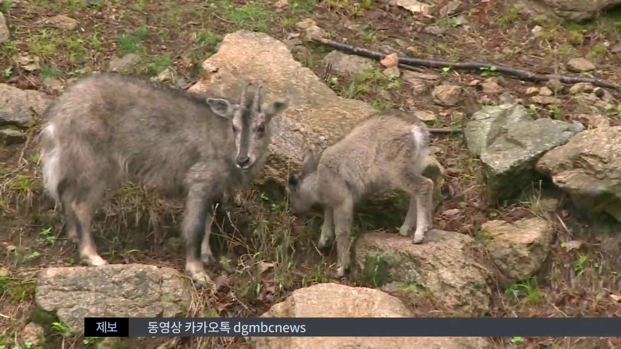 R]산양 서식 주왕산...야생생물 보고