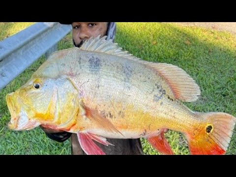 9.13 Pound Peacock Bass in Miami