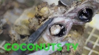 Freaky Feasts #4: Filipino eyeball and brain stew (matuk)