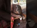 An Orangutan Who Eats His Bread By Dipping It In Tea