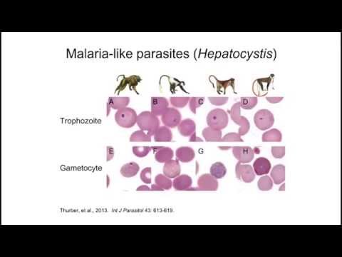 Next-Generation Sequencing Technology Drives Discoveries in Disease Pathology