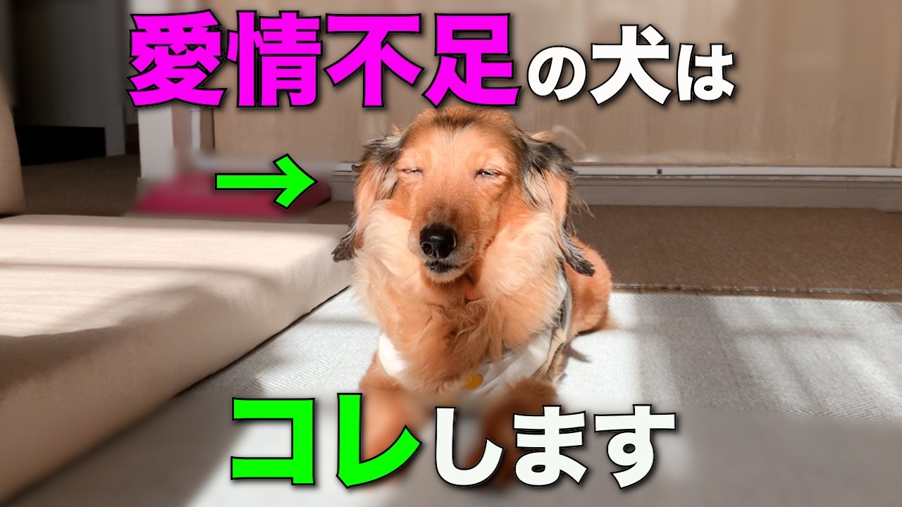 【見逃すとヤバい】愛情不足の犬だけが見せる淋しい仕草6選