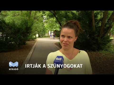 Videó előnézet
