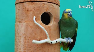 Nestbox in the Cage and Parrots Welfare