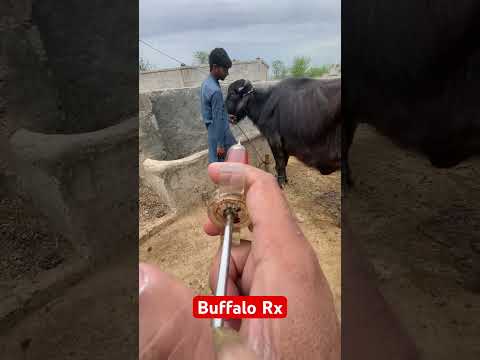 Buffalo |veterinary medicine | vet medicine 💊 | anemia |blood parasites | #hiphop #rap #punjabisong