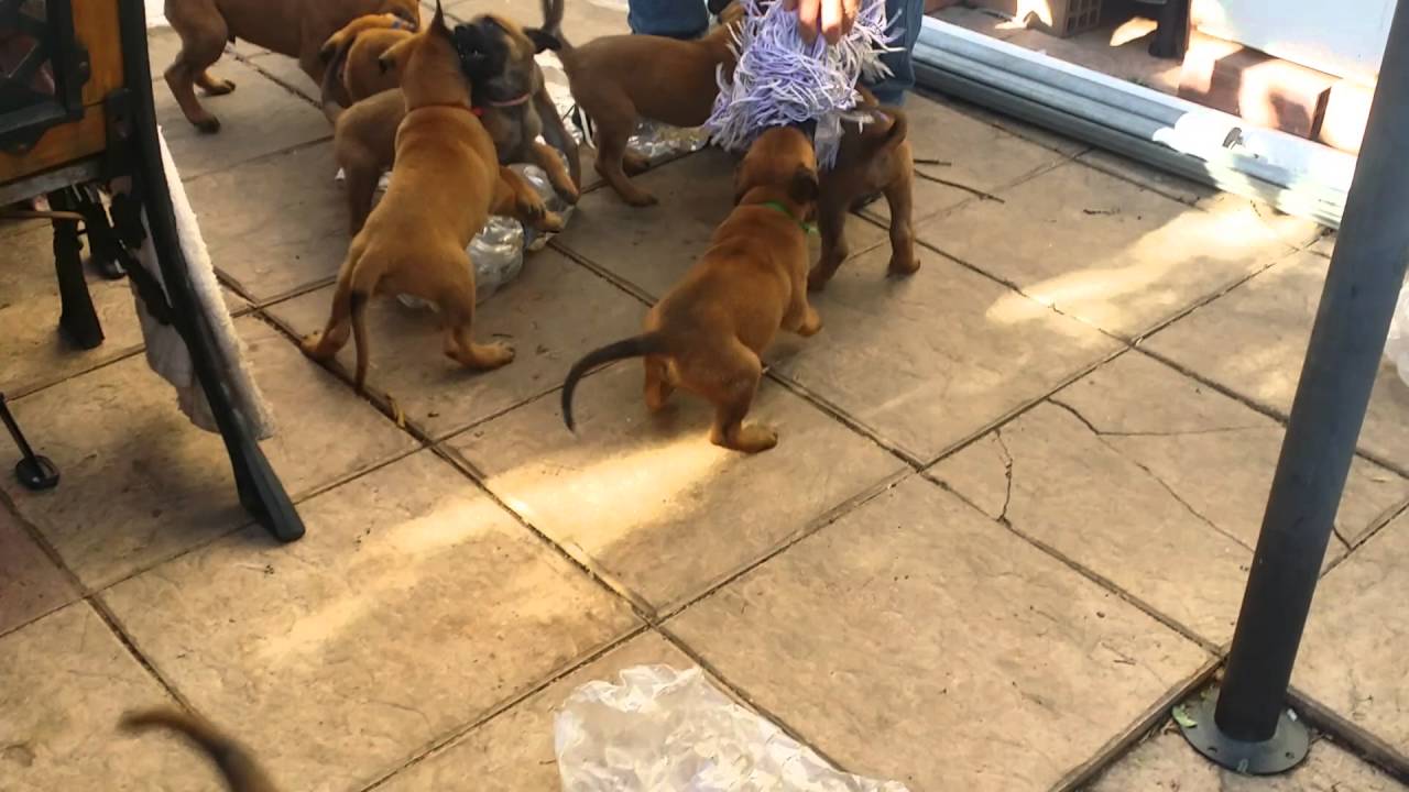 Estimulación de Cachorros