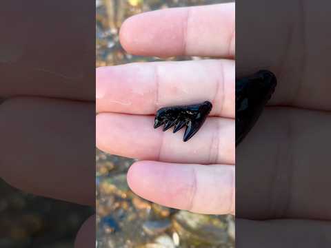 Rare species of ancient shark teeth found on beach in Virginia! Cow Shark by @vafossils (Instagram)