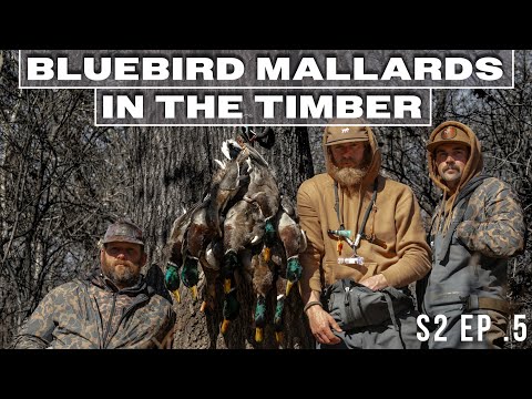Bluebird Mallards In The Timber - S2 Ep.5