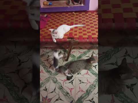 cat#funnycatsanddogsnew2023 #musicsong 😾😼