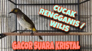 Download lagu Burung Cucak Rengganis | Burung Cucak Wilis | Burung Masteran mp3