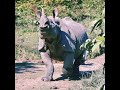 Rhinoceros Protection Her Baby