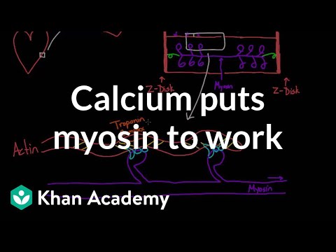 Calcium Puts Myosin to Work