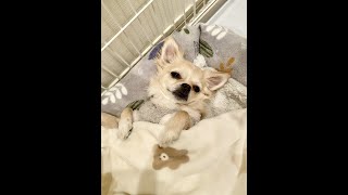 【チワワ】お年玉をあげない！って言ったら愛犬がいじけた。 #Shorts