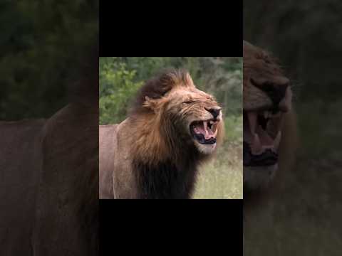 scarface vs MR T#animals #wildcats #lion.