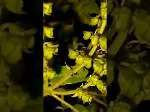 ,,,,,,🙏,,,,,,,#@chumkilife