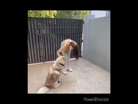 Cute husky puppies of pranitha.....😍