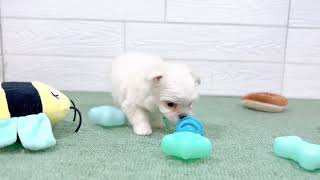 ハーフ犬の動画01