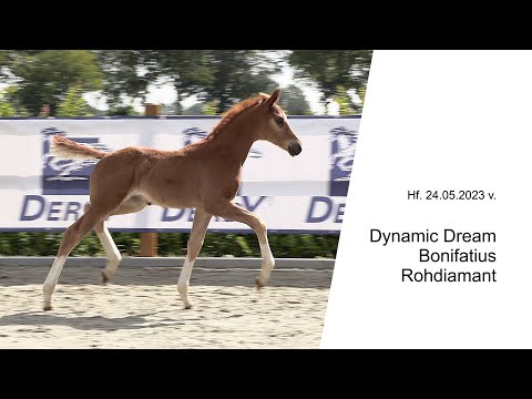 Hf v Dynamic Dream x Bonifatius x Rohdiamant 2023