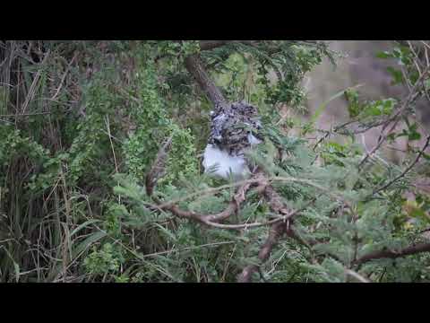 Foam Party!! Southern Foam Nest Frogs in action...