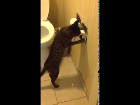Savannah cat funny toilet paper
