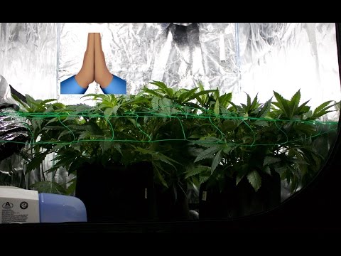 True Believer Day 6 Flower 600w Gavita Living Organic Soil Cannabis Grow