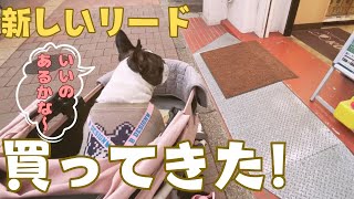 古くなったのでリード新調しました☺️