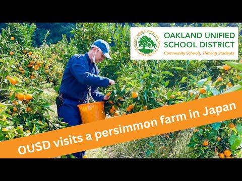 Breathtaking Visit to a Japanese Persimmon Farm