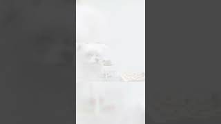 Cachorrinha Bibi fotovideo