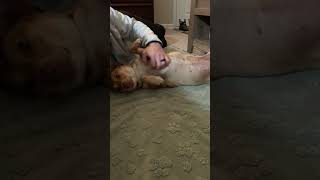 Video preview image #1 Mutt Puppy For Sale in Virginia Beach, VA, USA