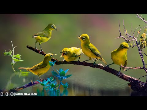 Música Para Sanar Todos los Dolores del Cuerpo, Alma y Espíritu • Calmar la Mente, Musica Relajante