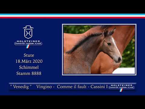Holsteiner Elite-Fohlenauktion | Nr. 06 v. Vingino - Comme il faut