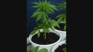 African Head Charge - Ethiopian Praises and Gospel Train