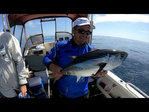 Southern Blue Fin Tuna Perth