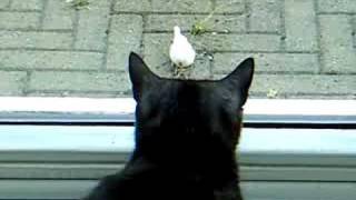 preview picture of video 'Unknown white bird in the yard.'