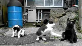 preview picture of video '田代島の猫　- Cats on Tashirojima -'