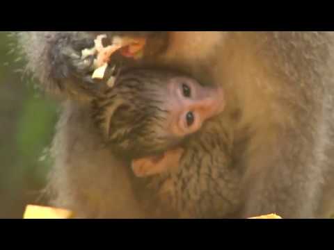 The Social Structure of Vervet Monkeys.