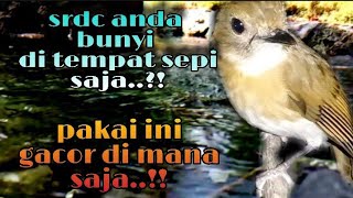 Download lagu sekali klik lansung bunyi.! terapi srdc gemricik air, pancingan srdc biar bunyi, sikatan rimba gacor mp3 Download lagu sekali klik lansung bunyi.! terapi srdc gemricik air, pancingan srdc biar bunyi, sikatan rimba gacor mp3