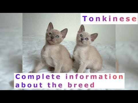 Tonkinese. Pros and Cons, Price, How to choose, Facts, Care, History