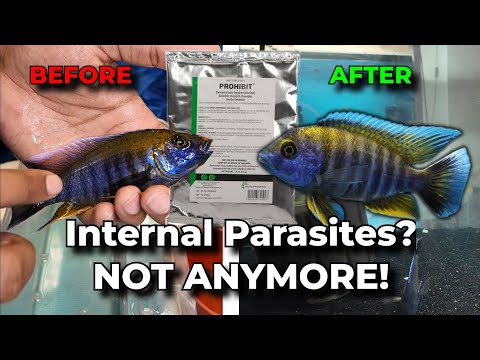 How To Treat INTERNAL Fish Parasites With Levamisole!