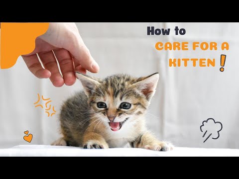 How to Care for a Kitten? | A Complete Guide to Food, Education, and Health
