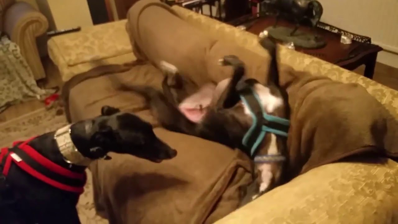 And then in greyhound land - Zuma falls of the sofa........