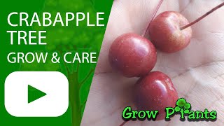 Crabapple tree - grow & care (Beauty & edible)